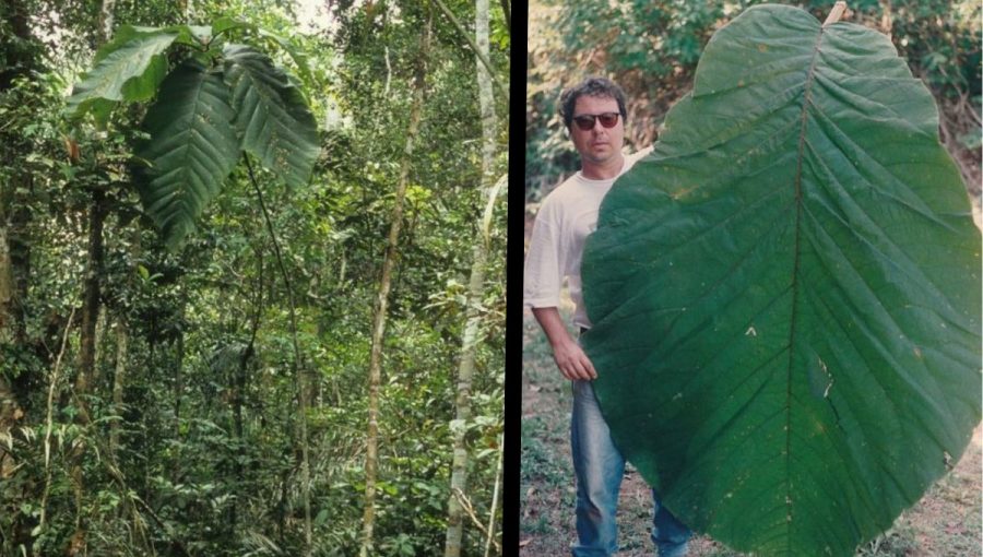 Coccoloba gigantifolia. Zdroj: Tree Weaver