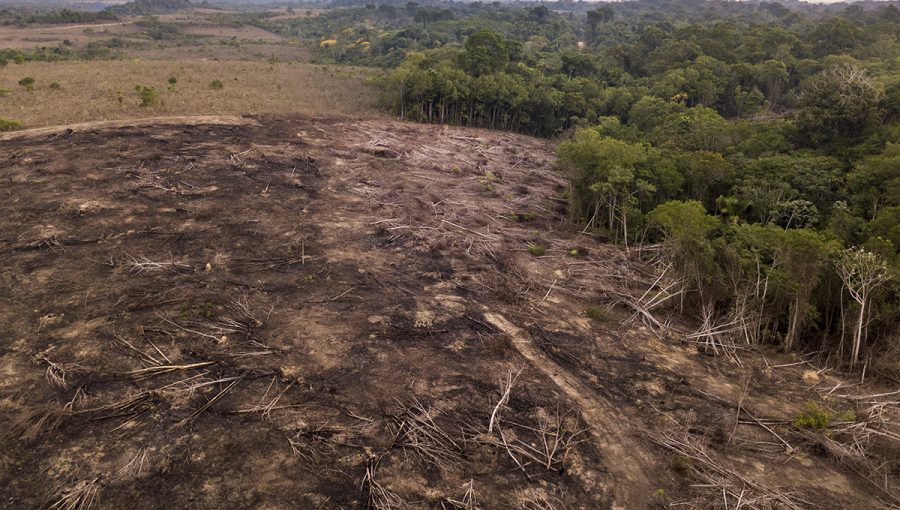Ilegálne odlesňovanie v Národnom parku Jamanxim v Brazílii. Zdroj: iStockphoto.com