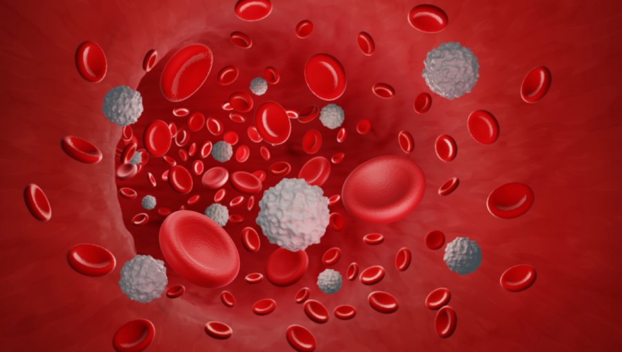 Biele a červené krvinky. Zdroj: iStockphoto.com