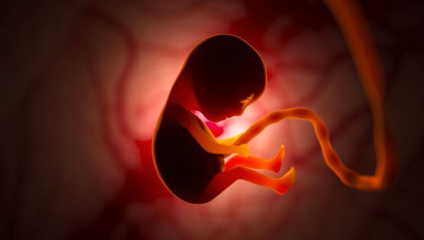 Modelové embryá sa podobajú embryám v najrannejších štádiách vývoja človeka. Zdroj: iStockphoto.com