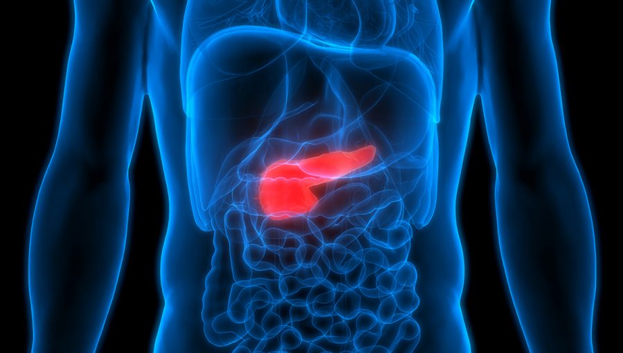 Zobrazenie pankreasu v ľudskom tele. Zdroj: iStockphoto.com