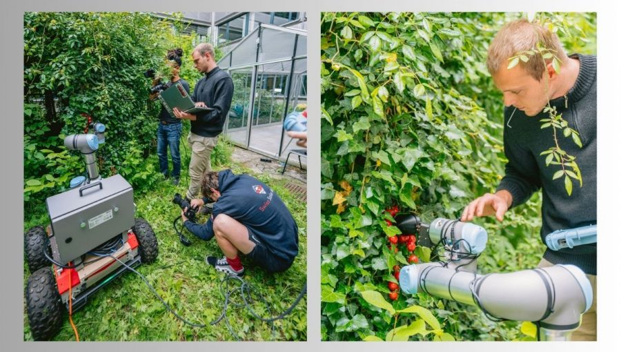 Výsledkom spolupráce ľudí a AI je robotické rameno, schopné zbierať paradajky. Zdroj: Adrien Buttier / EPFL