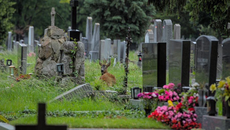 Srnec odpočívajúci medzi náhrobkami Centrálneho cintorína vo Viedni. Zdroj: iStockphoto.com