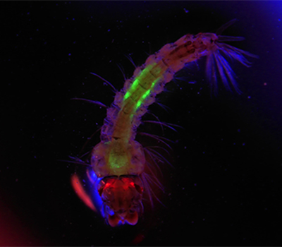 Larva Anopheles gambiae. Zdroj: UC San Diego