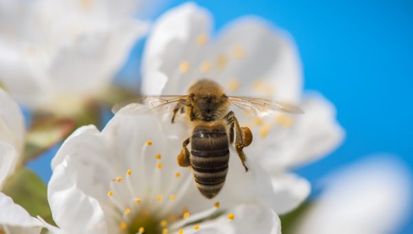Včela opeľuje kvet jablone. Ilustračný obrázok. Zdroj: iStockphoto