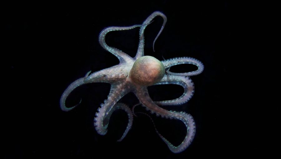 Chobotniciam svetlo slúži aj na nájdenie si potenciálnych kamarátov. Zdroj: iStockphoto.com