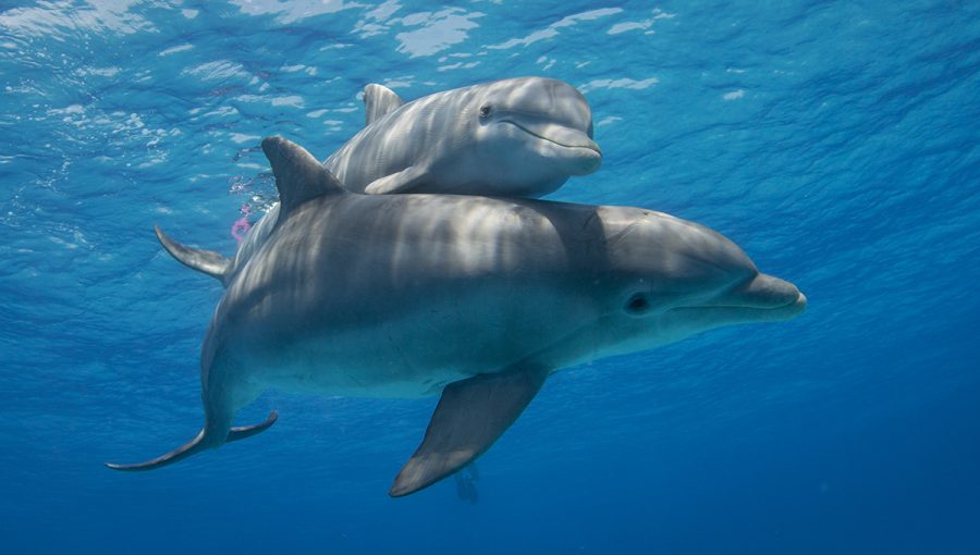 Delfínia matka s mláďaťom. Malé delfíny zostávajú pri matke do veku troch až šiestich rokov. Zdroj: iStockphoto.com