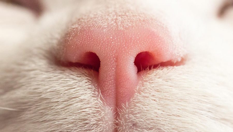 Detail nosa mačky. Zdroj: iStockphoto.com