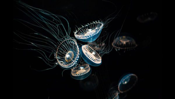 Väčšina druhov medúz využíva bioluminiscenciu na obranné účely. Zdroj: iStockphoto.com