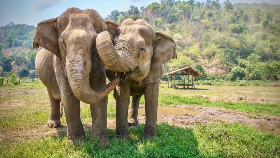 Samce slonov majú však semenníky umiestnené vnútri ich tiel, vďaka čomu sa im môžu potenciálne prehriať. Zdroj: iStockphoto.com