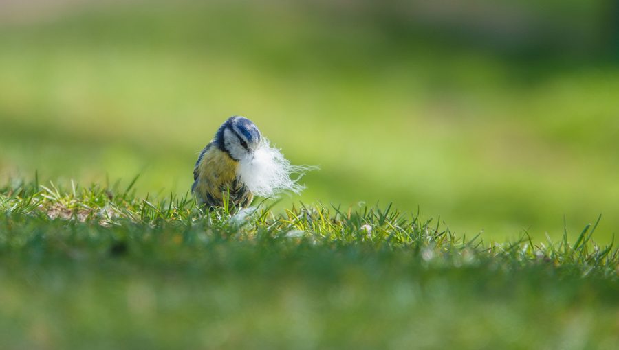 Sýkorka zbiera materiál na hniezdo. Zdroj: iStockphoto.com