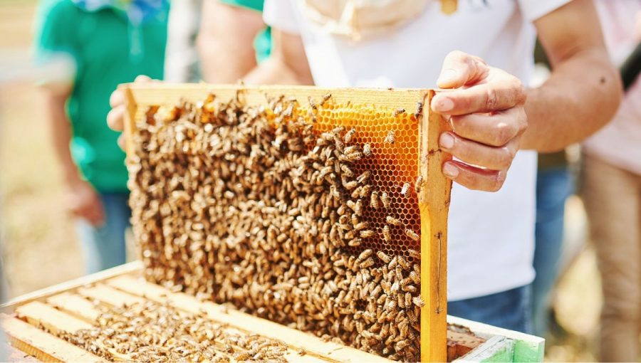 Aj mnohí včelári sú alergici. Svojej vášne sa však vzdať nechcú. Zdroj: iStockphoto.com