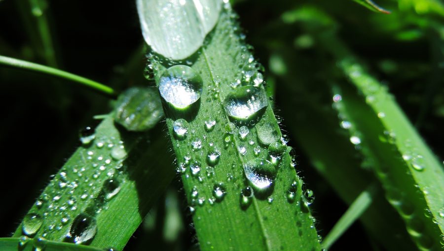 Dažďové kvapky v tráve. Zdroj: iStockphoto.com