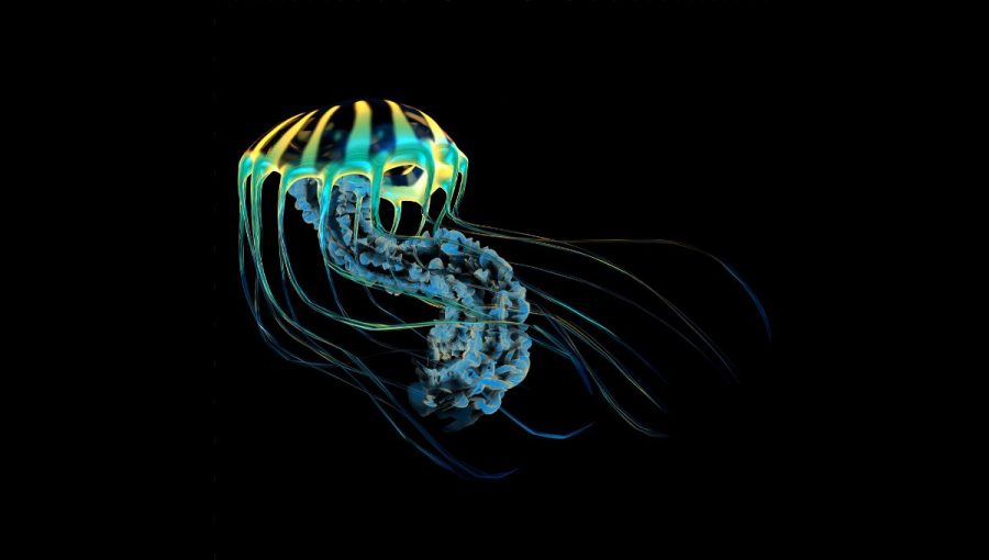Medúzy vyžarujú modré i zelené svetlo. Väčšina druhov využíva bioluminiscenciu na obranné účely. Zdroj: iStockphoto.com