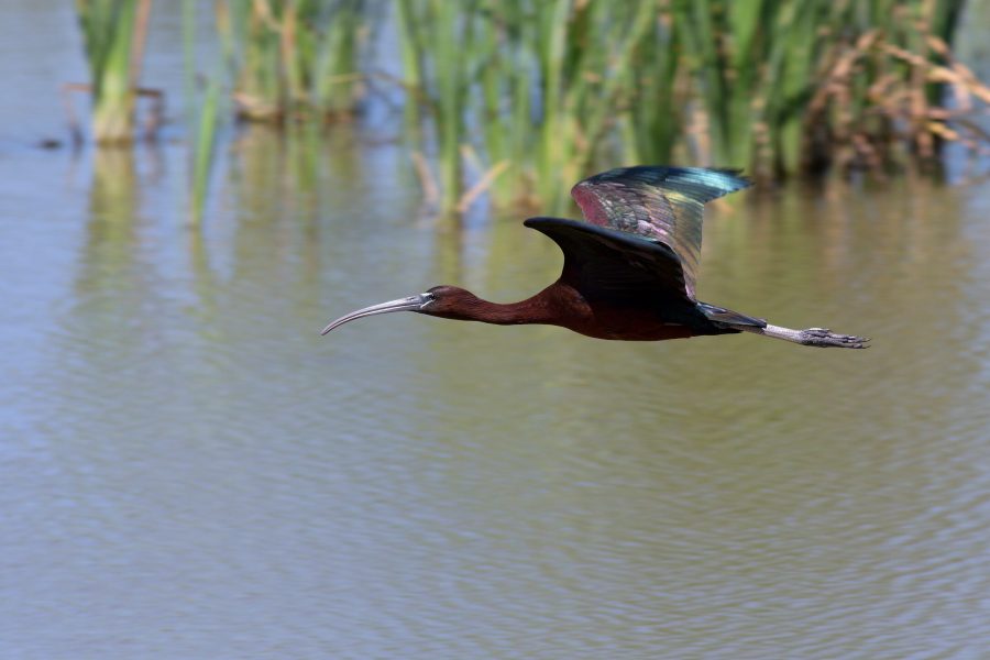 V CHVÚ Senianske rybníky hniezdi už aj ibisovec hnedý. Zdroj: SOS/BirdLife
