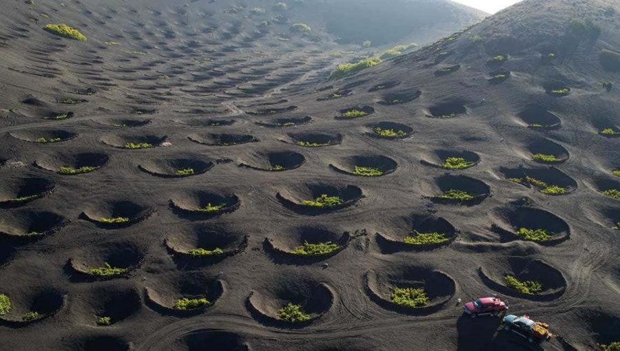 Na ostrove Lanzarote pestujú vínnu révu v lávových vyhĺbeninách. Zdroj: fb Kabinet Kuriozit