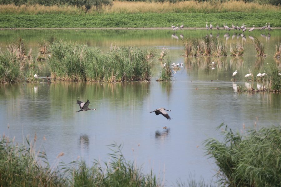 V NPR Senianske rybníky sa vyskytuje aj žeriav popolavý. Zdroj: SOS/BirdLife 