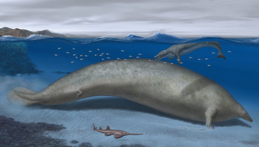 Umelecká rekonštruckia veľryby Perucetus colossus