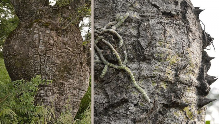Tučný kmeň stromu a popraskaná kôra, v ktorej rastie plazivý kaktus. Zdroj: cact.cz