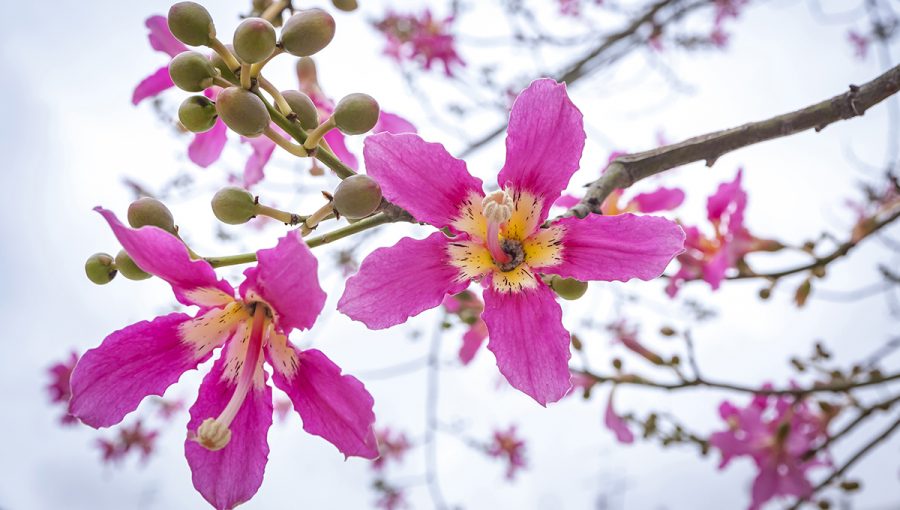 Strom kvitne až v čase, keď mu začínajú opadávať listy. Zdroj: iStockphoto.com