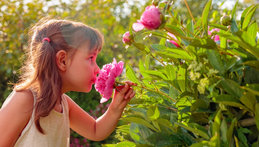 Šťastné dievčatko voňajúce k voňavým ružovým pivóniám. Zdroj: iStockphoto.com