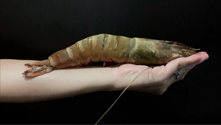 Najväčšou známou krevetou na svete je tigria kreveta jumbo. Zdroj: dishthefish.com.sg