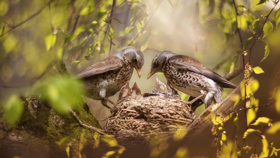 Drozdy kŕmia svoje potomstvo v hniezde. Zdroj: iStockphoto.com