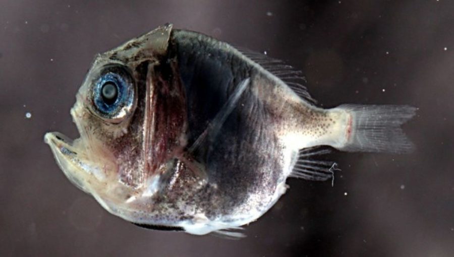 malá hlbokomorská ryba s obrovským okom