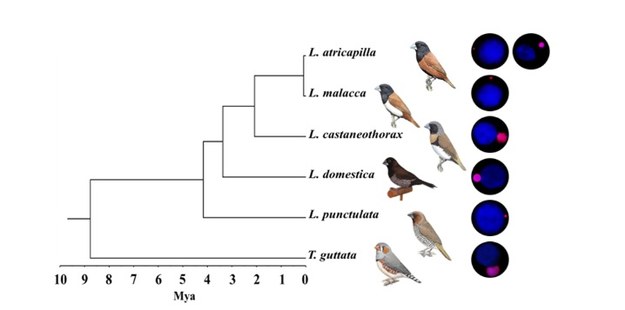 Vývoj veľkosti GRC u piatich druhov astrildovitých spevcov rodu Lonchura. Zdroj: Karlova Univerzita