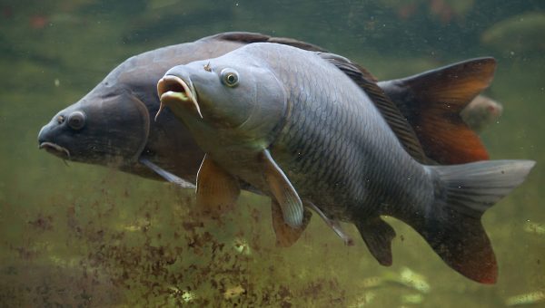 Aj na Slovensku sú ryby vystavené neustále sa zvyšujúcej teplote vody. Zdroj: iStockphoto.com