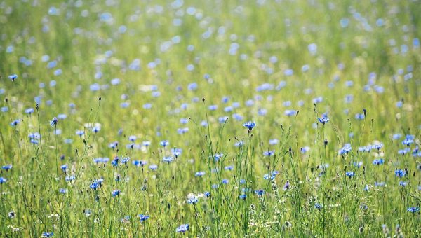 obr. Lúka plná rozkvitnutej nevädze. Zdroj: iStockphoto.com