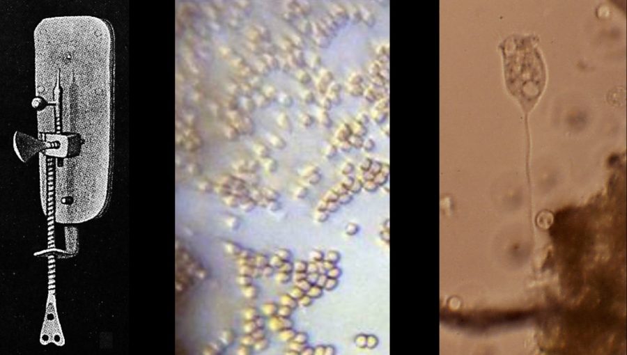 Anthonieho špeciálny mikroskop (vľavo) a mikroskopické nálezy červených krviniek a granulogytu a vorticelly (zvonovitého nálevníka). Zdroje: ucmp.berkeley.edu/ncbi.nlm.nih.gov