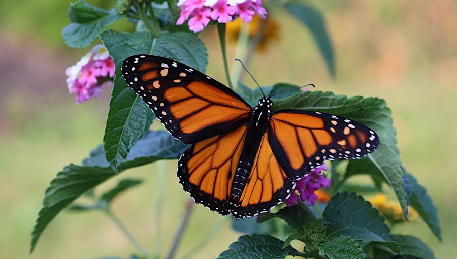 Motýľ monarcha opeľuje lantanu. Zdroj: iStockphoto.com