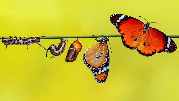 Fázy premien motýľa monarchu. Zdroj: iStockphoto.com