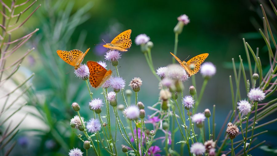 Motýle perlovce striebristopásavé na lúčnych kvetoch. Zdroj: iStockphoto.com