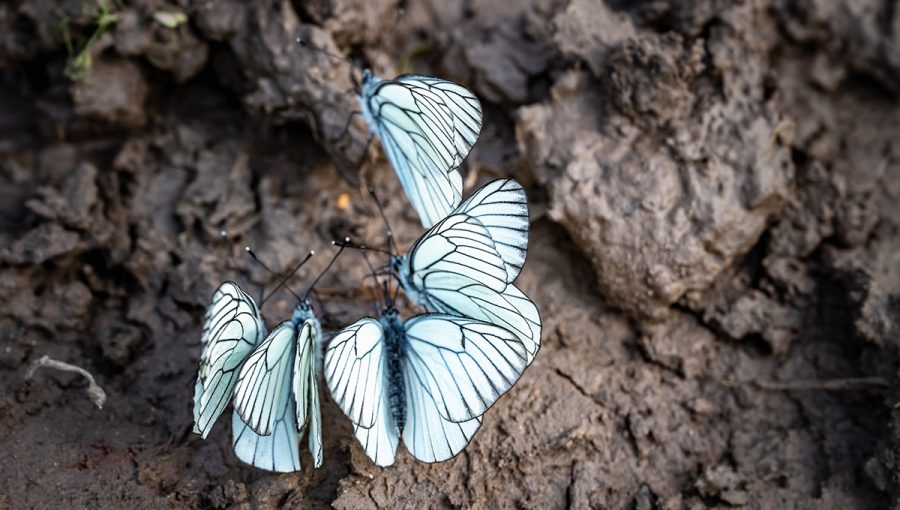 Motýle na vlhkej pôde. Zdroj: iStockphoto.com