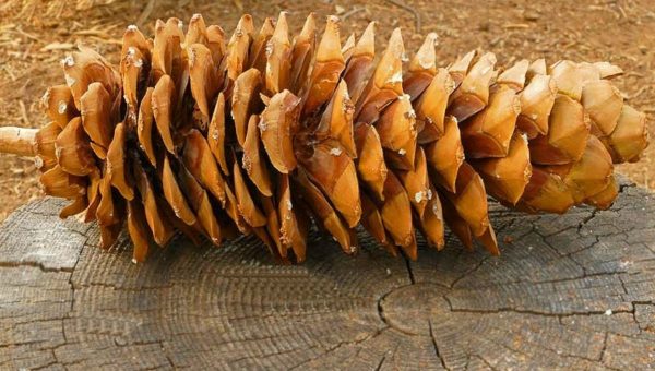Najväčšie šišky na svete má borovica lambertová. Zdroj: gardenia.net