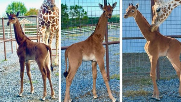 Žirafa bez škvŕn sa narodila už 31. júla, pracovníci zoo ju však verejnosti predstavili len pred pár dňami. Zdroj: uk.news.yahoo.com