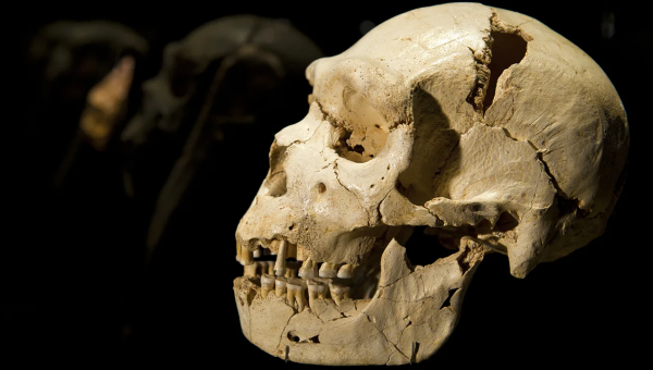 Lebka a čeľusť Homo heidelbergensis, druhu starovekého človeka, ktorý žil asi pred 500 000 rokmi. Zdroj: Felix Ausin Ordonez/Reuters