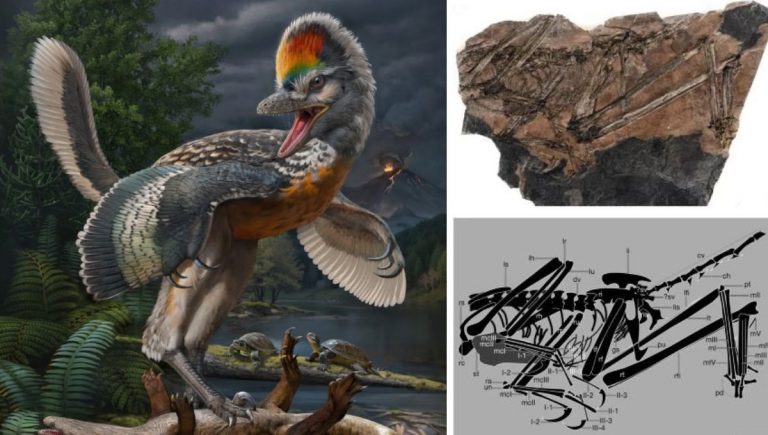 Ak by sme sa mali oprieť o umeleckú rekonštrukciu zhotovenú podľa fosílneho nálezu, tak by praveký tvor vyzeral ako bizarná kombinácia papagája, jaštera, páva a krokodíla.