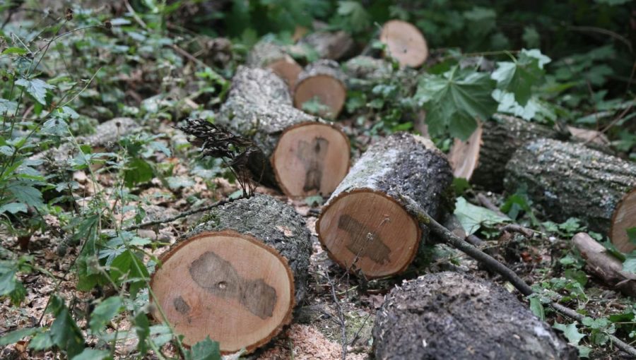 Ostro ohraničené tmavé škvrny v dreve sú príznakom infekcie hubou Cryptostroma corticale