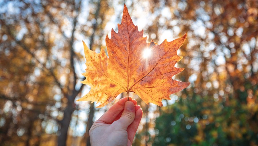 Javorový list v jesennej farbe. Zdroj: iStockphoto.com