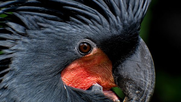 Vedci zozbierali vyše dvesto paličiek a semien rastlín, ktorými papagáje vyťukávajú do stromov svoje ľúbostné piesne. Zdroj: iStockphoto.com