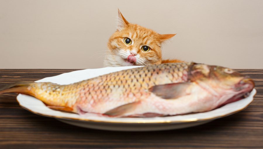 Mačky, stravujúce sa vegánsky, sú zdravšie než tie, ktoré jedia mäso. Zdroj: iStockphoto.com