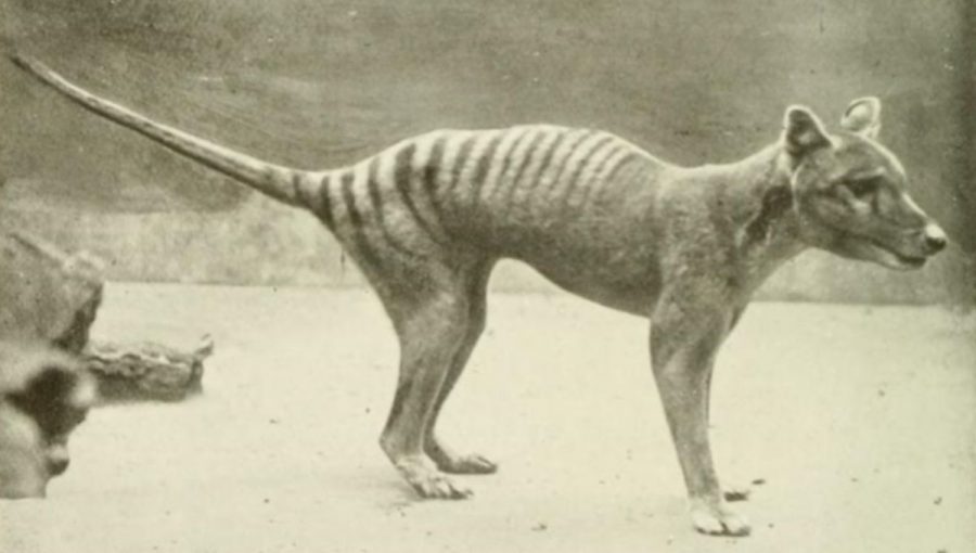 Vakovlk tasmánsky. Zdroj: Wikimedia Commons