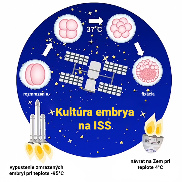 Kultúra embrya na ISS. Zdroj: Teruhiko Wakayama/Univerzita Yamanashi