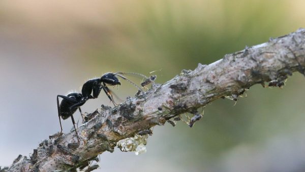 Mravec Camponotus vagus opatruje kolónie vošiek, ktoré mu za odmenu poskytujú sladké výlučky. Foto: archív AP