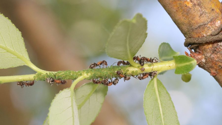 Mravce Liometopum microcephalum sa starajú o kolónie vošiek. Foto: archív AP