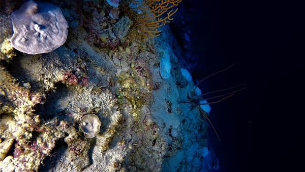 Dôkazy o poškodení koralov pozorovali vedci z Plymouthskej univerzity už počas výskumnej plavby v novembri 2019. Zdroj: Plymouthská univerzita