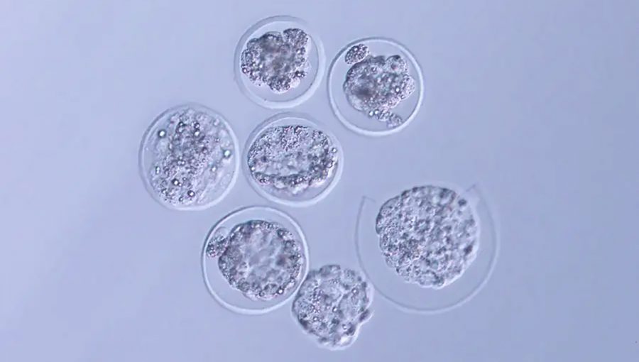 Mikroskopická snímka myších embryí po ich návrate z Medzinárodnej vesmírnej stanice (ISS). Zdroj: Teruhiko Wakayama/Univerzita Yamanashi
